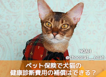 【獣医師が教える】ペット保険で犬猫の健康診断費用の補償はできる?のサムネイル画像